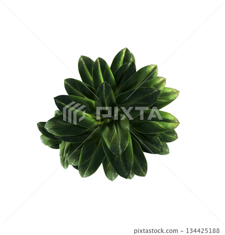 decorative flowers and plants for the interior, top view, isolated on transparent background, 3D illustration, cg render decorative flowers and plants for the interior, top view, isolated on transparent background, 3D illustration, cg render 134425188