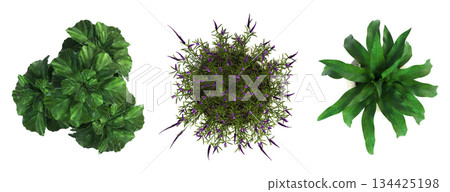 decorative flowers and plants for the interior, top view, isolated on transparent background, 3D illustration, cg render decorative flowers and plants for the interior, top view, isolated on transparent background, 3D illustration, cg render 134425198