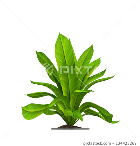 decorative flowers and plants for the interior, isolated on transparent background, 3D illustration, cg render decorative flowers and plants for the interior, isolated on transparent background, 3D illustration, cg render 134425262