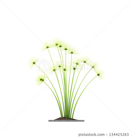 decorative flowers and plants for the interior, isolated on transparent background, 3D illustration, cg render decorative flowers and plants for the interior, isolated on transparent background, 3D illustration, cg render 134425263