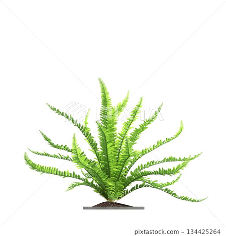decorative flowers and plants for the interior, isolated on transparent background, 3D illustration, cg render decorative flowers and plants for the interior, isolated on transparent background, 3D illustration, cg render 134425264