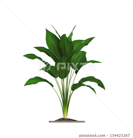 decorative flowers and plants for the interior, isolated on transparent background, 3D illustration, cg render 134425267