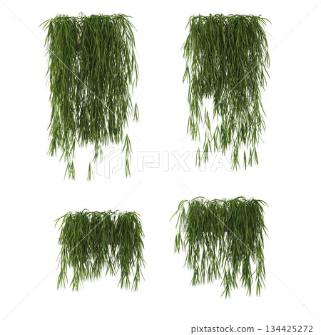 decorative flowers and plants for the interior, isolated on transparent background, 3D illustration, cg render decorative flowers and plants for the interior, isolated on transparent background, 3D illustration, cg render 134425272