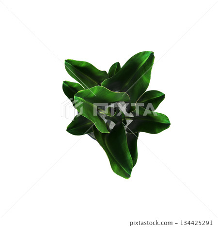 decorative flowers and plants for the interior, top view, isolated on transparent background, 3D illustration, cg render 134425291