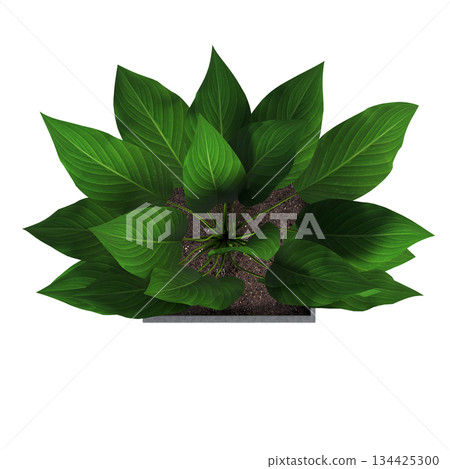 decorative flowers and plants for the interior, top view, isolated on transparent background, 3D illustration, cg render decorative flowers and plants for the interior, top view, isolated on transparent background, 3D illustration, cg render 134425300
