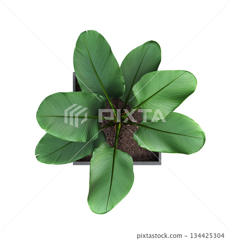 decorative flowers and plants for the interior, top view, isolated on transparent background, 3D illustration, cg render 134425304