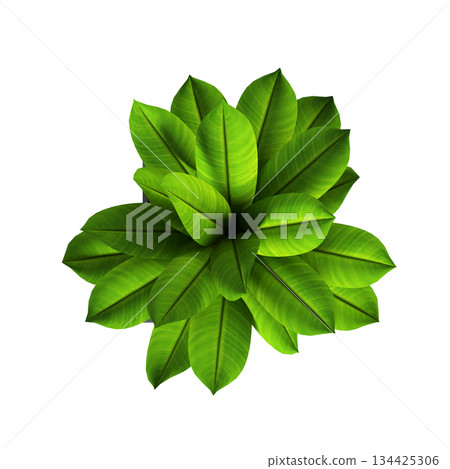 decorative flowers and plants for the interior, top view, isolated on transparent background, 3D illustration, cg render decorative flowers and plants for the interior, top view, isolated on transparent background, 3D illustration, cg render 134425306
