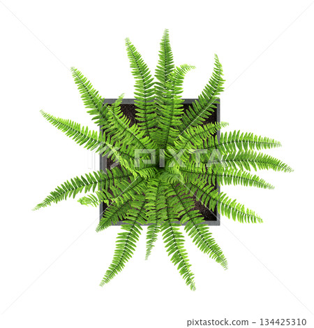 decorative flowers and plants for the interior, top view, isolated on transparent background, 3D illustration, cg render decorative flowers and plants for the interior, top view, isolated on transparent background, 3D illustration, cg render 134425310