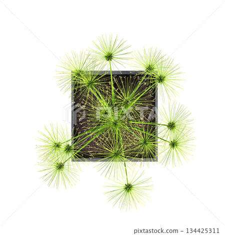 decorative flowers and plants for the interior, top view, isolated on transparent background, 3D illustration, cg render decorative flowers and plants for the interior, top view, isolated on transparent background, 3D illustration, cg render 134425311