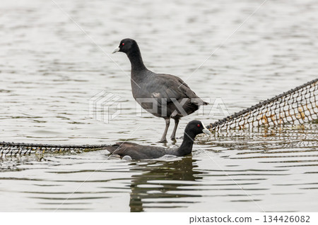 An Australasian Swamphen standing on a rope debris barrier in a lake 134426082