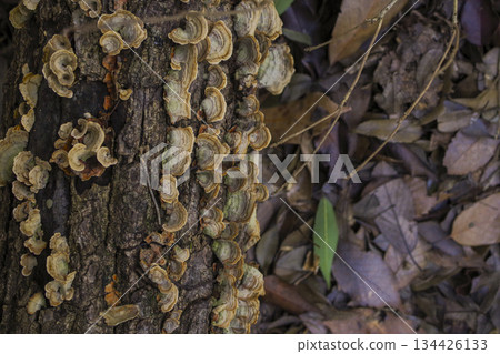Natural scenery of mushrooms growing in clusters on rotten wood 134426133