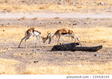 Two fighting impalas 134426193
