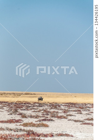 Blue Wildebeest in Etosha Blue Wildebeest in Etosha 134426195