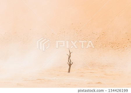 Dead Trees in Deadvlei Dead Trees in Deadvlei 134426199