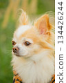 Chihuahua dog of white and red color on a background of nature, greenery. 134426244