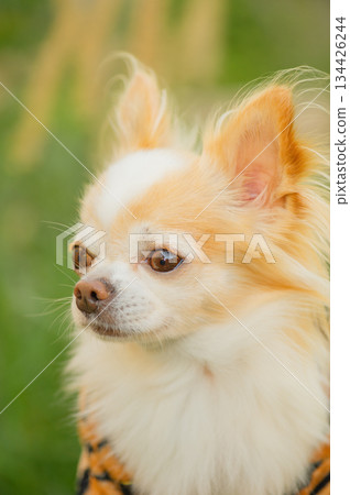Chihuahua dog of white and red color on a background of nature, greenery. 134426244