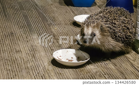 Hedgehog eating from a shallow bowl on wooden floor at night 134426580