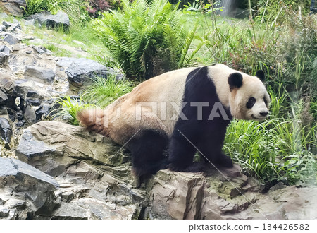 Giant panda resting on rocky terrain surrounded by lush greenery 134426582