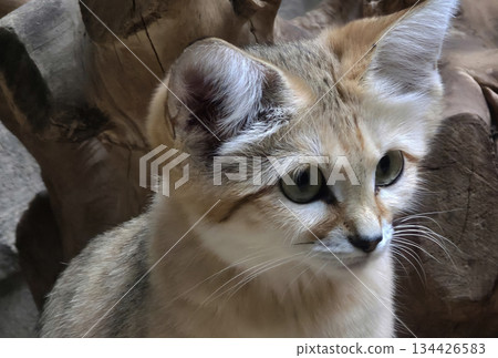 Close-up of a small wild cat with striking green eyes and soft fur 134426583