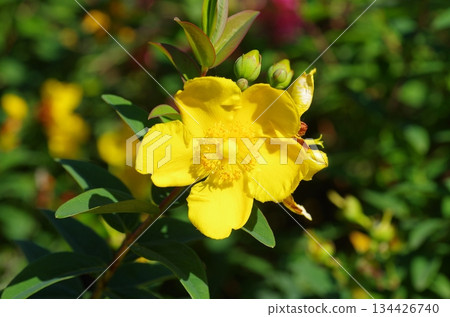 a detailed yellow flower closeup a detailed yellow flower closeup 134426740