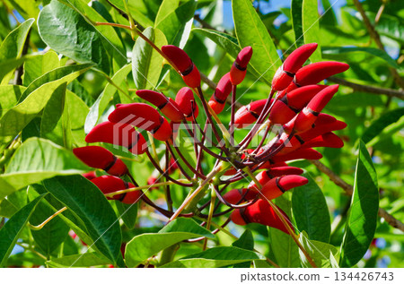 a erythrina crista-galli plant closeup a erythrina crista-galli plant closeup 134426743