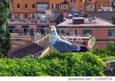 a close seagull looking at camera 134426758