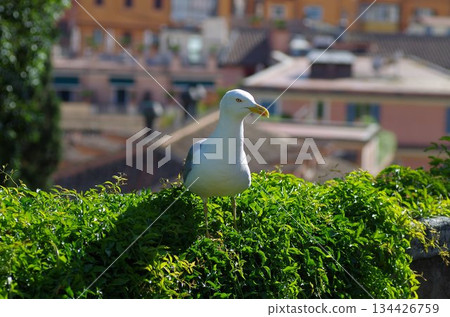 a seagull detailed portrait 134426759