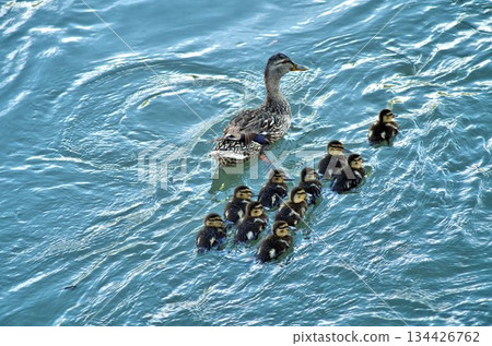 mother duck and its littles mother duck and its littles 134426762