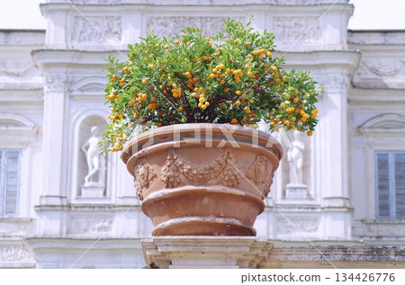 big clay pot whit oranges 134426776
