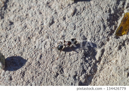 ant close view from the top 134426779