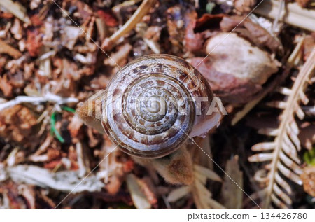 closeup view of a snail shell frop top 134426780