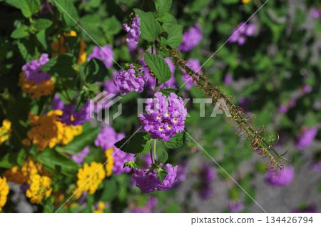 yellow and pink flowers close view 134426794