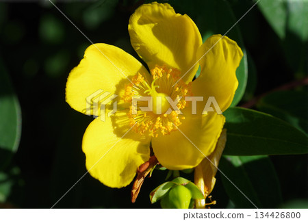 yellow flower extreme closeup yellow flower extreme closeup 134426800