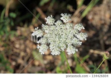 a wild carrot plant closeup 134426804
