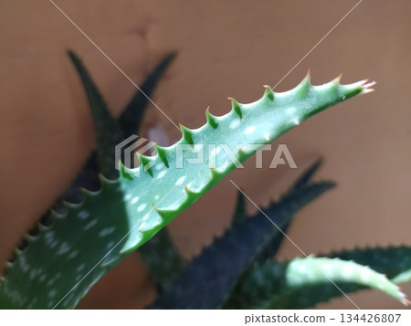 closeup of aloe vera leaf closeup of aloe vera leaf 134426807