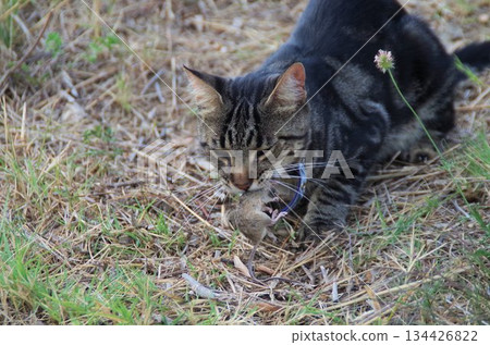 a cat playin with mouse a cat playin with mouse 134426822