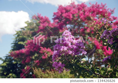 a pink flowers natural scene 134426826