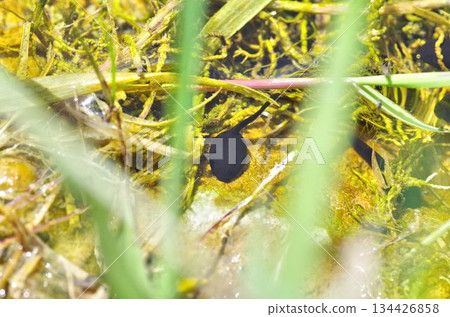 a tadpole in a pond 134426858