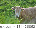 Milk cow front view 134426862