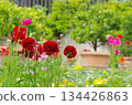 a garden with various colored flowers 134426863