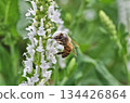 closeup of a pollinating bee 134426864