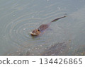 an orange teeth nutria rat 134426865