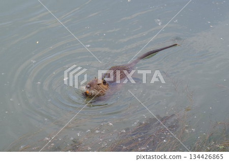 an orange teeth nutria rat an orange teeth nutria rat 134426865