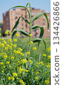yellow flowers and the city building 134426866