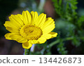 a yellow flower extreme closeup 134426873