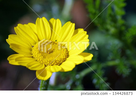a yellow flower extreme closeup 134426873