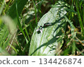 two flies on a leef 134426874