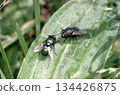 close view of two green  flies on a leef 134426875