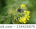 Oxythyrea funesta bug close view 134426876