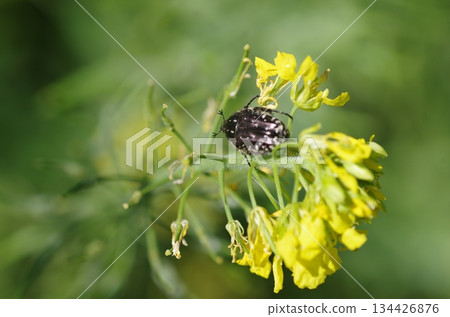 Oxythyrea funesta bug close view 134426876